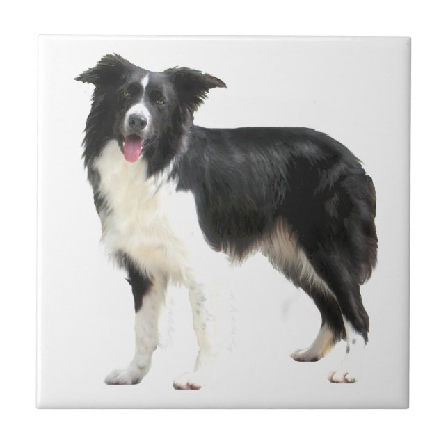 Azulejo De Cerâmica Border Collie (em pé) (Frente)