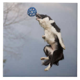 Azulejo De Cerâmica Border collie imediatamente antes de travar a