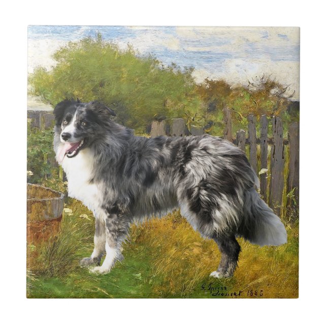 Azulejo De Cerâmica Border Collie na Fazenda (Frente)