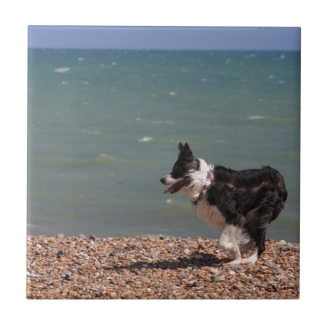 Azulejo De Cerâmica Border collie na praia (Frente)