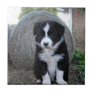 Azulejo De Cerâmica Border Collie Puppy Fazenda Life,