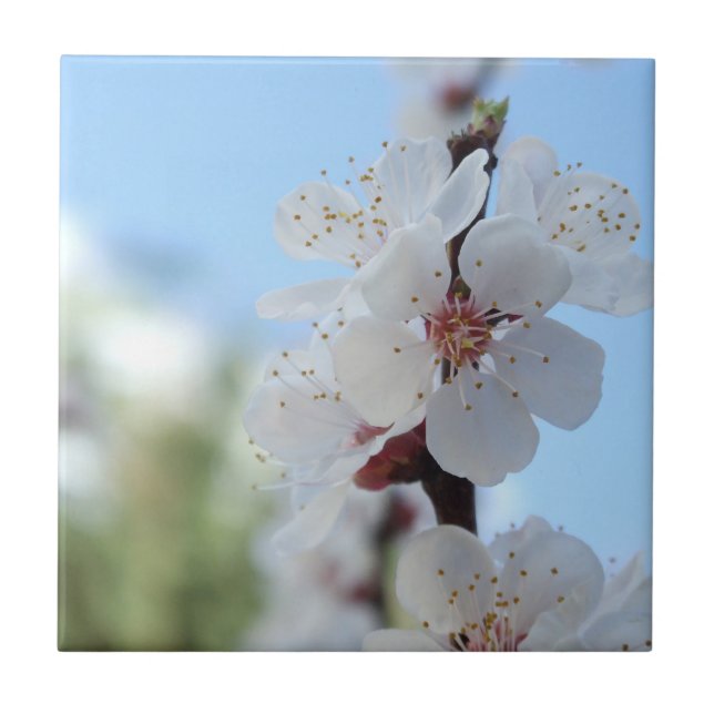 Azulejo de cerâmica boreal (Frente)