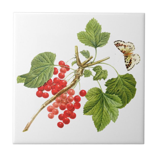 Azulejo de cerâmica botânica (Frente)