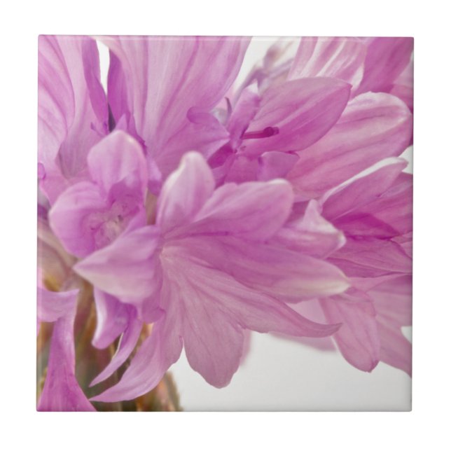 Azulejo De Cerâmica Botão Batchelor (Frente)