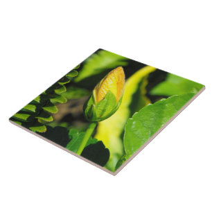 Azulejo De Cerâmica Botão de Flor de Hibisco