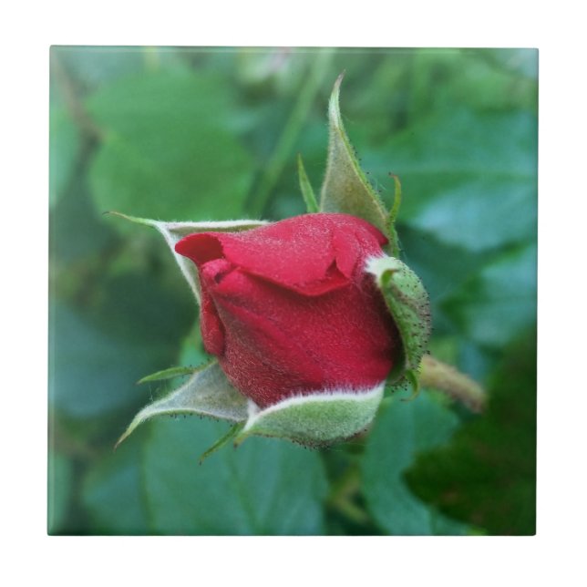 Azulejo De Cerâmica botão de rosa vermelho (Frente)