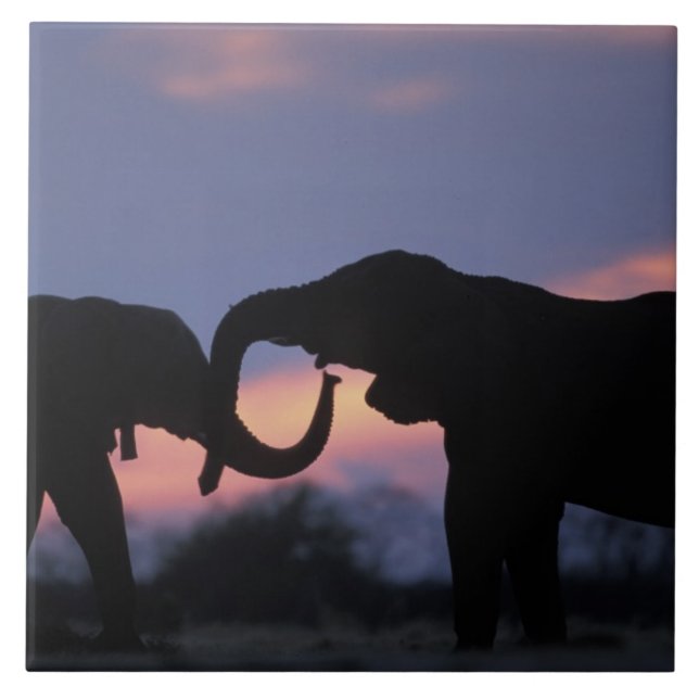 Azulejo De Cerâmica Botswana, Chobe National Park, Elefantes (Frente)