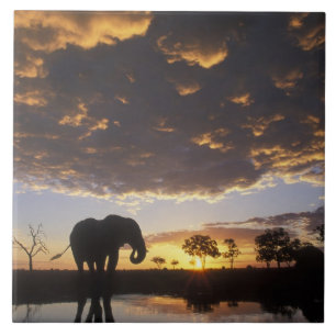 Azulejo De Cerâmica Botswana, Parque Nacional Chobe, Elefante