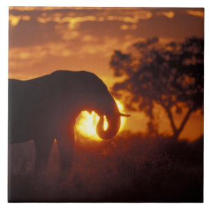 Azulejo De Cerâmica Botswana, Parque Nacional Chobe, Elefante Macho