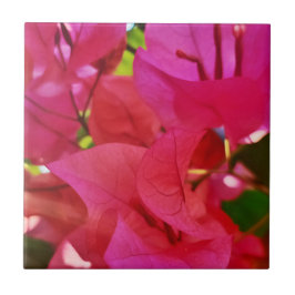 Azulejo De Cerâmica Bougainvillea, bonita flor rosa escura
