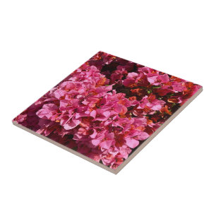 Azulejo De Cerâmica Bougainvillea Pink Tropical Vining Shrub Foto
