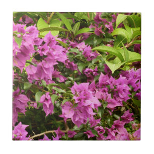 Azulejo De Cerâmica Bougainvillea púrpura tropical Floral