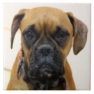 Azulejo De Cerâmica BOXER DOG 2, Pet Love, Best Frial KEEPSAKE