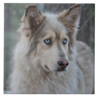 Azulejo De Cerâmica Bozworth o Malamutt
