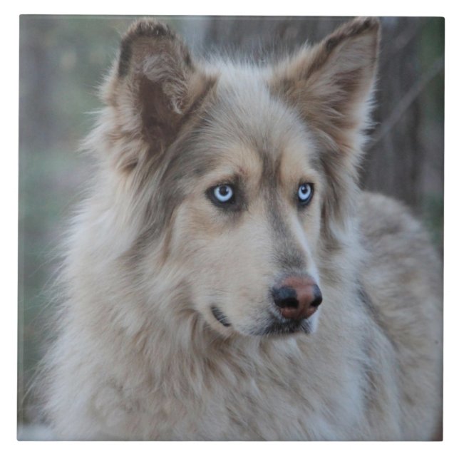 Azulejo De Cerâmica Bozworth o Malamutt (Frente)