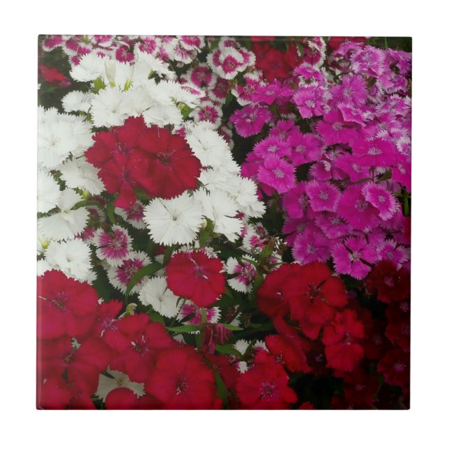 Azulejo De Cerâmica Branco, Rosa e Vermelho Dianthus Floral (Frente)