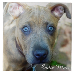 Azulejo De Cerâmica Brindle Pit Bull Puppy por Shirley Taylor