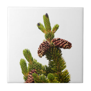 Azulejo De Cerâmica Bristlecone Pine