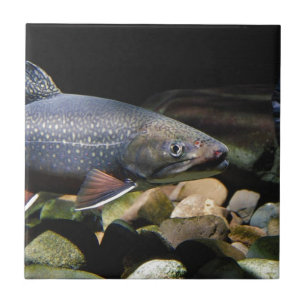Azulejo De Cerâmica Brook Trout