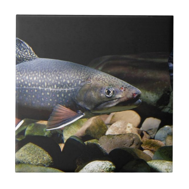 Azulejo De Cerâmica Brook Trout (Frente)