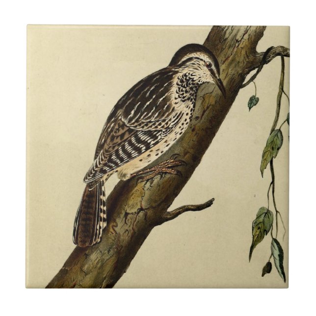 Azulejo De Cerâmica Brown dirigiu o Creeper (Frente)