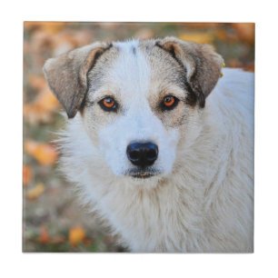 Azulejo De Cerâmica Brown eyed o cão