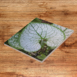 Azulejo De Cerâmica Brunnera Macrophylla Plant Leaf Floral