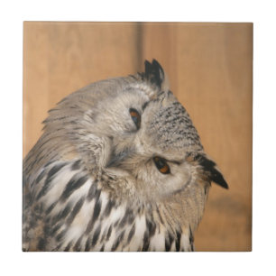 Azulejo De Cerâmica Bubo bubo sibiricus