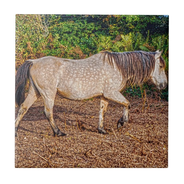Azulejo De Cerâmica Buckskin New Forest Pony Willife (Frente)