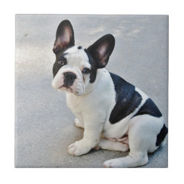 Azulejo De Cerâmica buldogue francês sentado