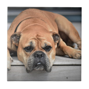 Azulejo De Cerâmica Bull Dog