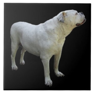 Azulejo De Cerâmica BULLDOG 1, Pet Love, Best Frial KEEPSAKE