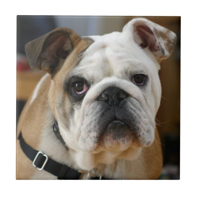 Azulejo De Cerâmica Bulldog.png (Frente)
