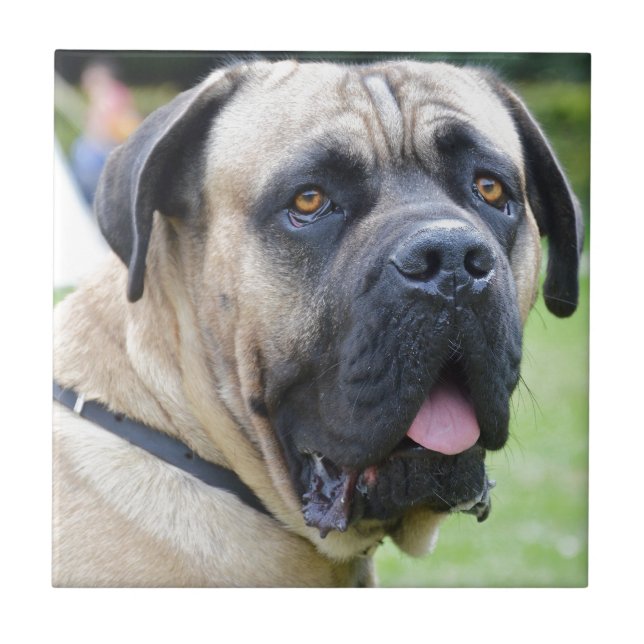 Azulejo De Cerâmica Bullmastiff (Frente)