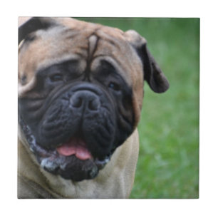 Azulejo De Cerâmica Bullmastiff bonito