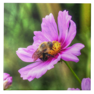 Azulejo De Cerâmica Bumble Bee em Cosmos Rosa