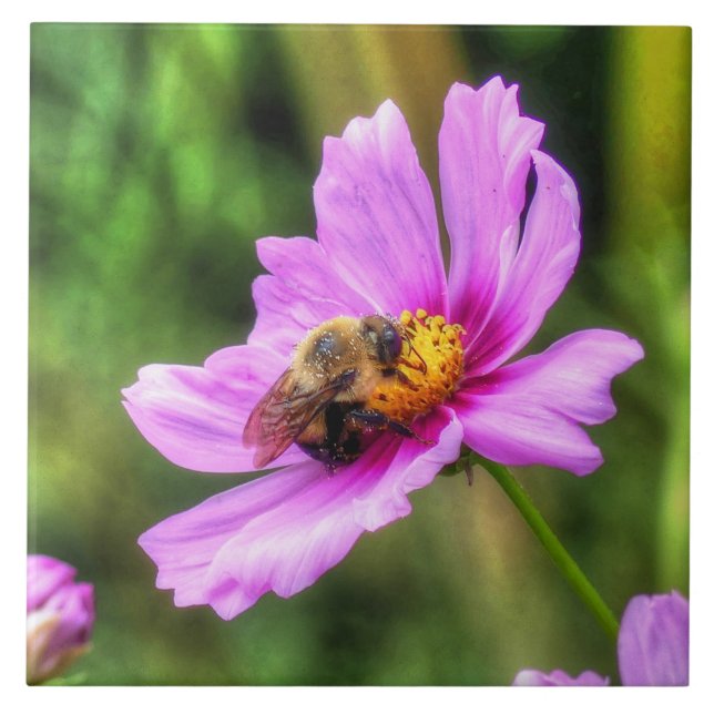 Azulejo De Cerâmica Bumble Bee em Cosmos Rosa (Frente)