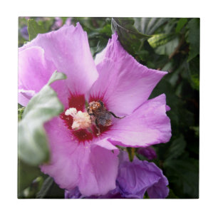 Azulejo De Cerâmica Bumblebee na Flor de Hibiscus
