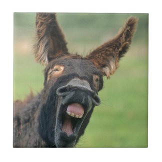 Azulejo De Cerâmica Burro de casa retrato