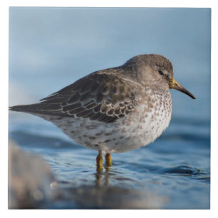 Azulejo De Cerâmica Buscando Sandpiper de Rock