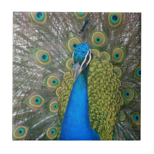 Azulejo De Cerâmica Cabeça Azul de Peacock com Penas das Caudas
