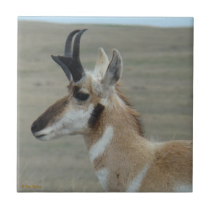 Azulejo De Cerâmica Cabeça de antílope-pronghorn A29 macho, tiro de pe