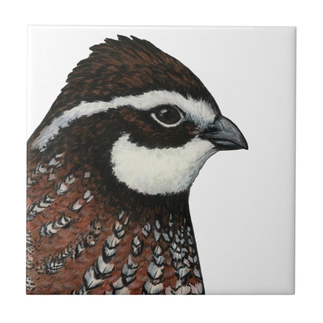 Azulejo De Cerâmica Cabeça de Codorna Bobwhite (Frente)