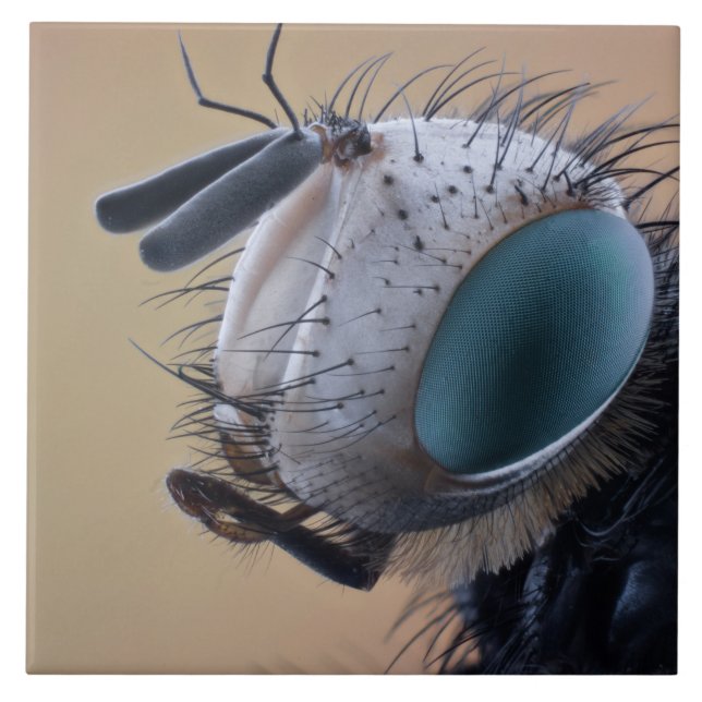 Azulejo De Cerâmica Cabeça de Inseto de Insetos de Fechamento (Frente)