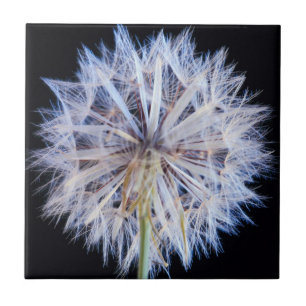 Azulejo De Cerâmica Cabeça de Semente de Dente-de-Leão (Taraxacum Offi