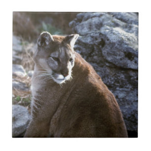 Azulejo De Cerâmica Cabeça do leão do Mt
