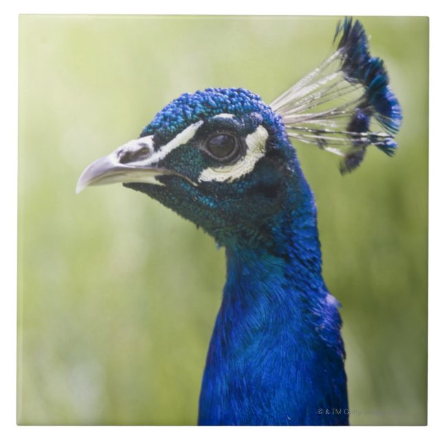 Azulejo De Cerâmica Cabeça do pavão (Frente)