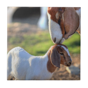 Azulejo De Cerâmica Cabra da mãe que beija seu bebê na cabeça