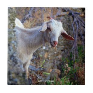 Azulejo De Cerâmica Cabra sorridente