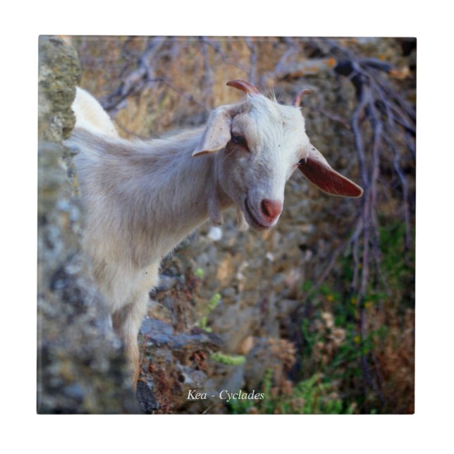 Azulejo De Cerâmica Cabra sorridente (Frente)
